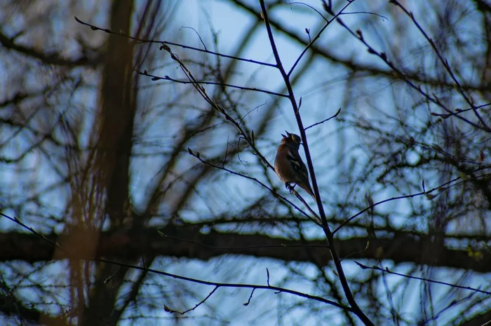 Female, where are you? - My, Ornithology, Biology, Birds, Animals, The photo, , Finches