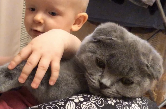 Cat and child - dangerous, fun or funny? - My, cat, Kittens, Humor, Children, Scottish lop-eared, Author's story, Video blog, Funny stories, Video, Longpost