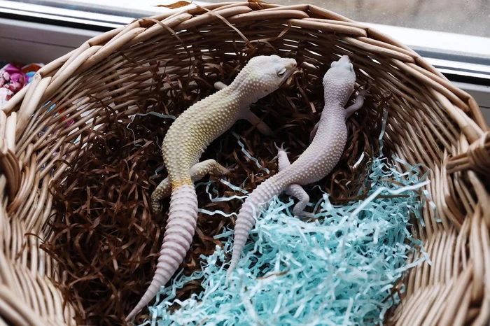 Pairs of leopard geckos - My, Eublefar, Gecko, Leopard gecko, Lizard, Reproduction