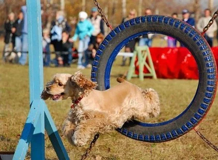 Agility for dogs: a type of dog sport - My, Dogs and people, Dog, Longpost