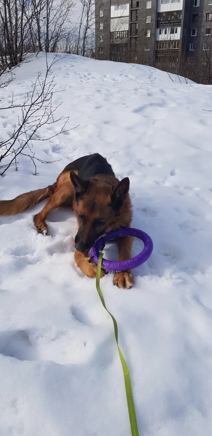 Grigory from Murmansk - My, Murmansk, German Shepherd, Dog