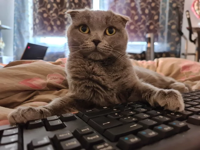 Day 34 of working from home. The keyboard has been captured, maybe now they will go to the office?... - My, cat, Scottish lop-eared, Remote work, Quarantine