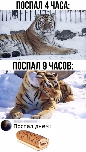 And that's true :)) - Tiger, Roll, Dream