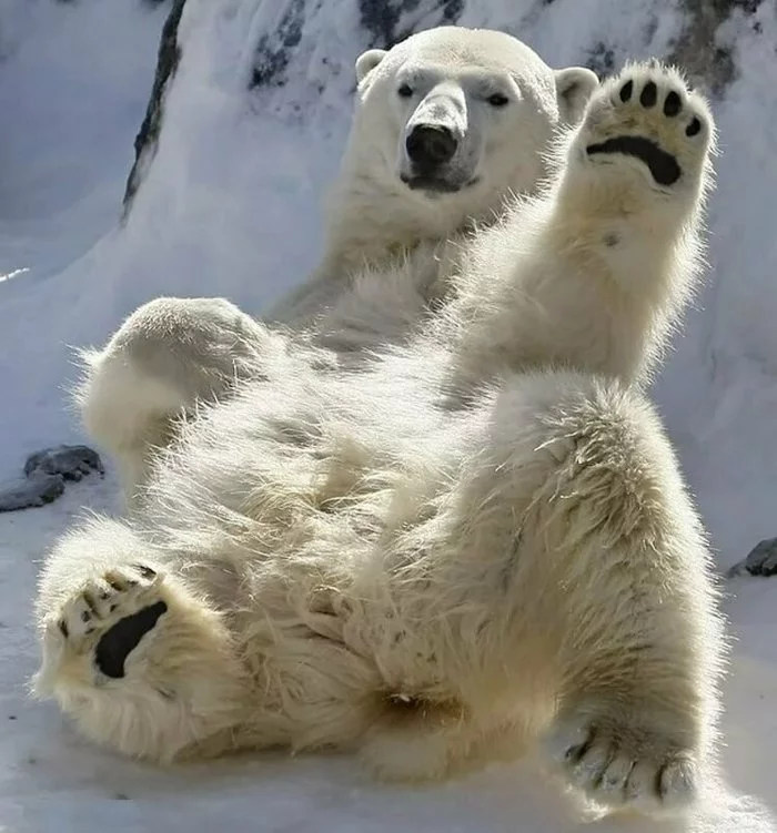 Don't be discouraged guys, don't be discouraged! - Polar bear, Hold on
