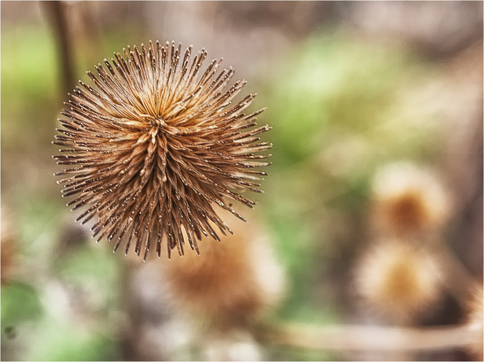  , Canon 5D, 