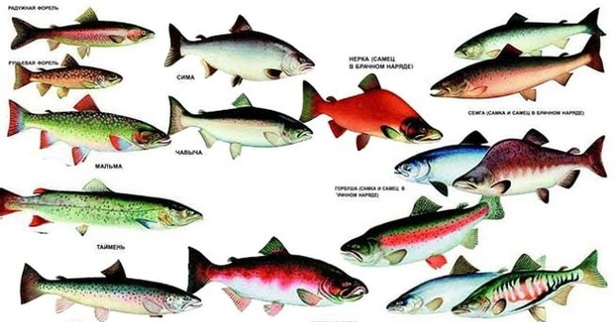 Лососевые рыбы по ценности. Семейство лососевых рыб кета. Горбуша семейство каких рыб. Лососевые рыбы представители. Лососевые рыбы дальнего Востока.