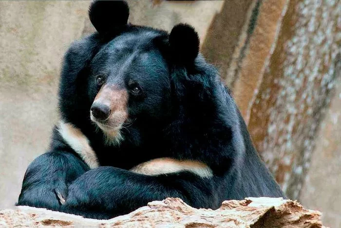 Himalayan white-breasted bear - My, Nature, Russia, Animals, The Bears, Forest, The mountains, China, Japan, Longpost