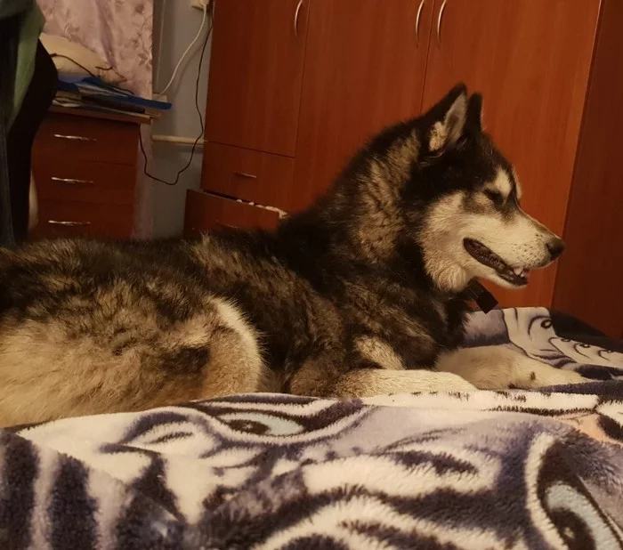 Kyiv. Malamute is looking for a family - My, Alaskan Malamute, Kiev, Dog, No rating, Longpost, In good hands