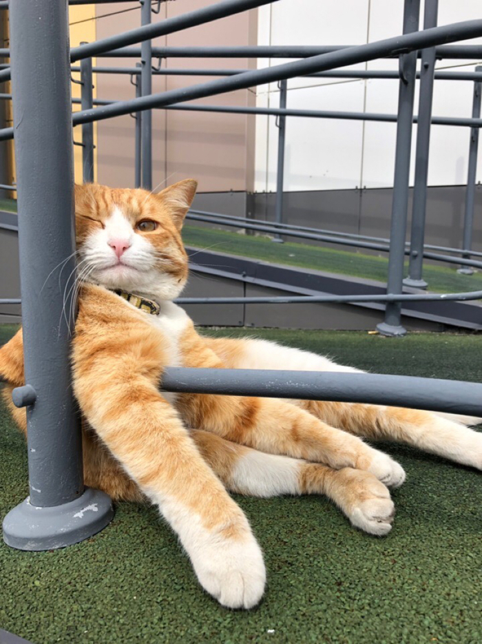 �����������, ����