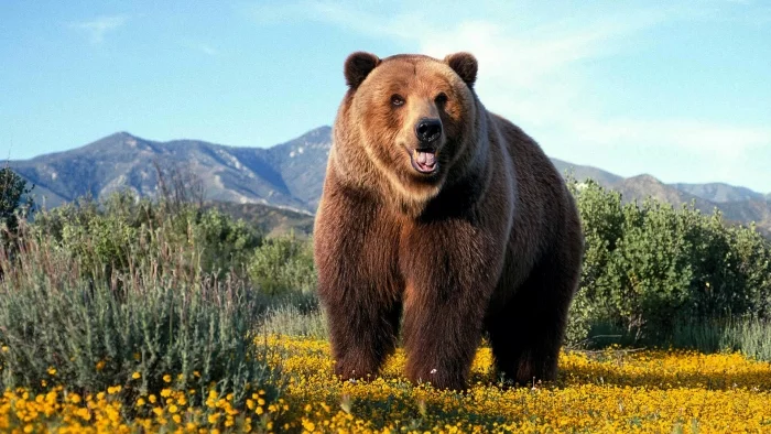 Grizzly - the king of American forests and mountains - Series The Bears, Longpost, Claws, Wild animals, North America, wildlife, King of beasts, Grizzly, The Bears
