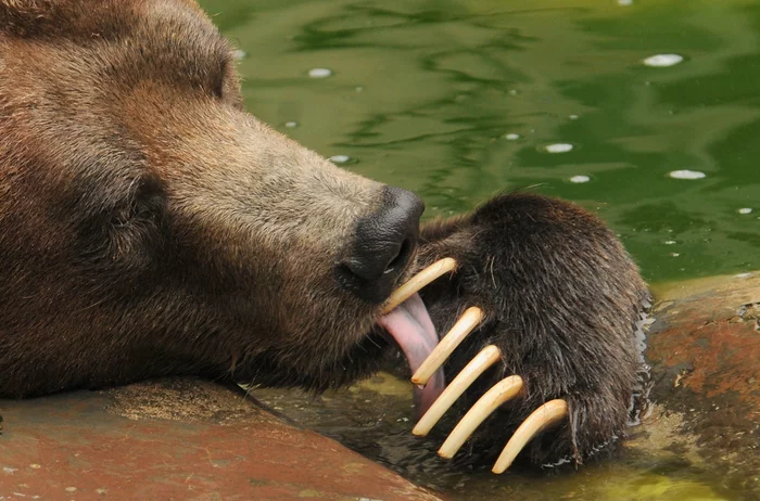 Grizzly - the king of American forests and mountains - The Bears, Grizzly, King of beasts, wildlife, North America, Wild animals, Claws, Longpost