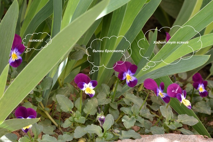 ������� ��������