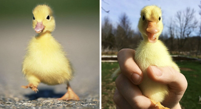 Duck mood - Humor, Milota, Duck, Birds, Chick, Longpost