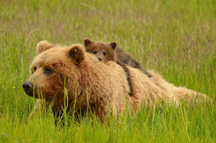 It's better to go than to walk) - The Bears, Wild animals, wildlife, Motherhood, Brown bears