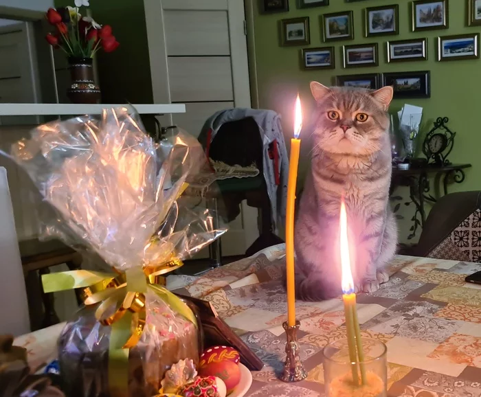 Atheist - My, cat, Easter, By candlelight