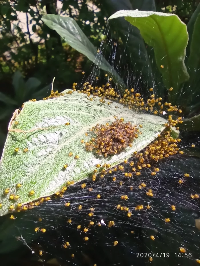 Brood - My, Arachnids, Longpost, Spider, Web, Cocoon