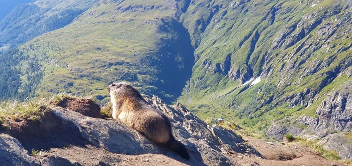 Alpine marmots - My, Austria, Marmot, Alps, Longpost