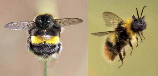 Bee - cat, Bees, Photoshop