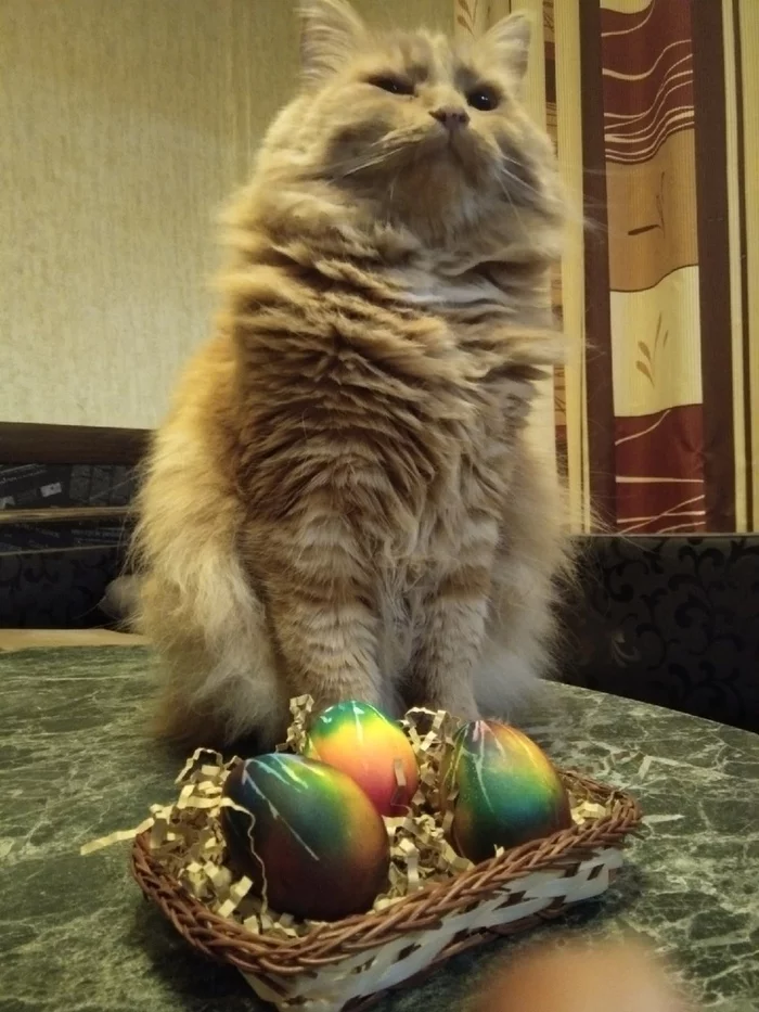 Happy Easter everyone! - My, Holidays, Easter, Congratulation, cat