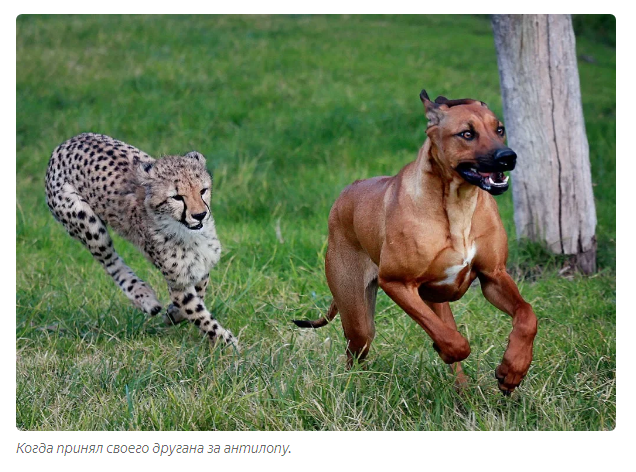 Why do they place dogs with cheetahs? - Cheetah, Dog, Animal book, Yandex Zen, Longpost, Video, Cat family, Small cats, Animals