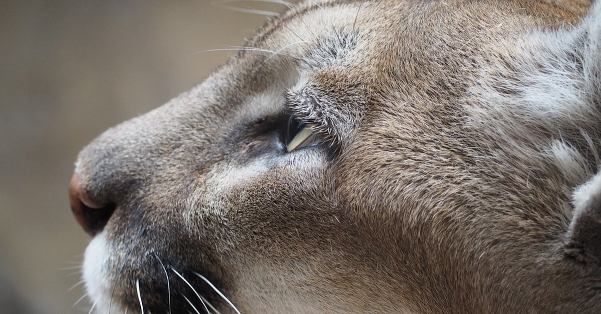 Пума морда. Слон зебра. Статистика заболеваний животных. Среди животных распространены. Однополые животные в природе.