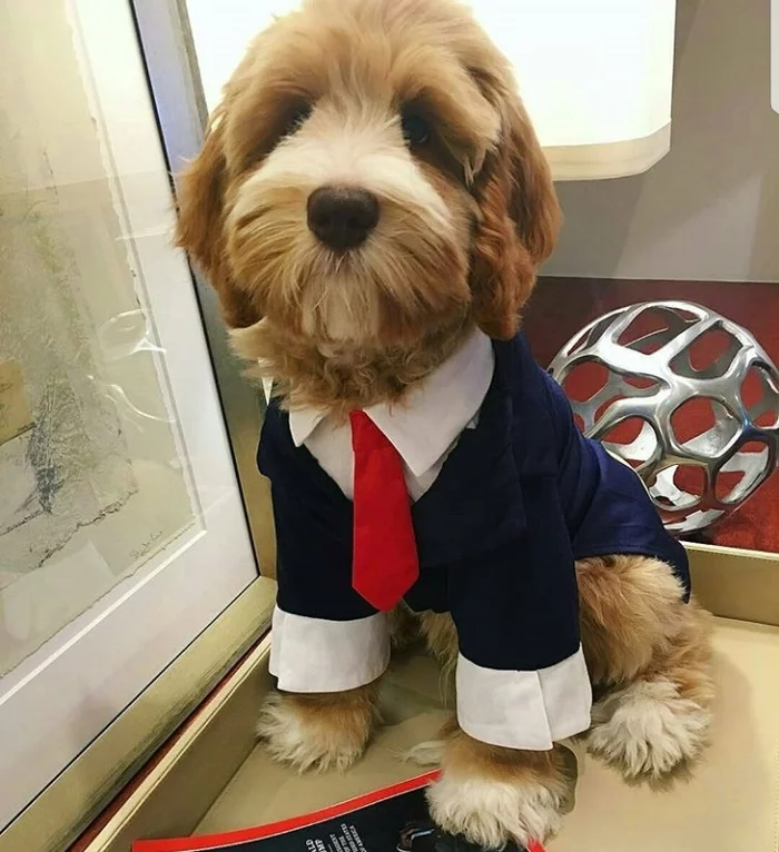 business watchdog - Dog, Costume, Dress code, Tie