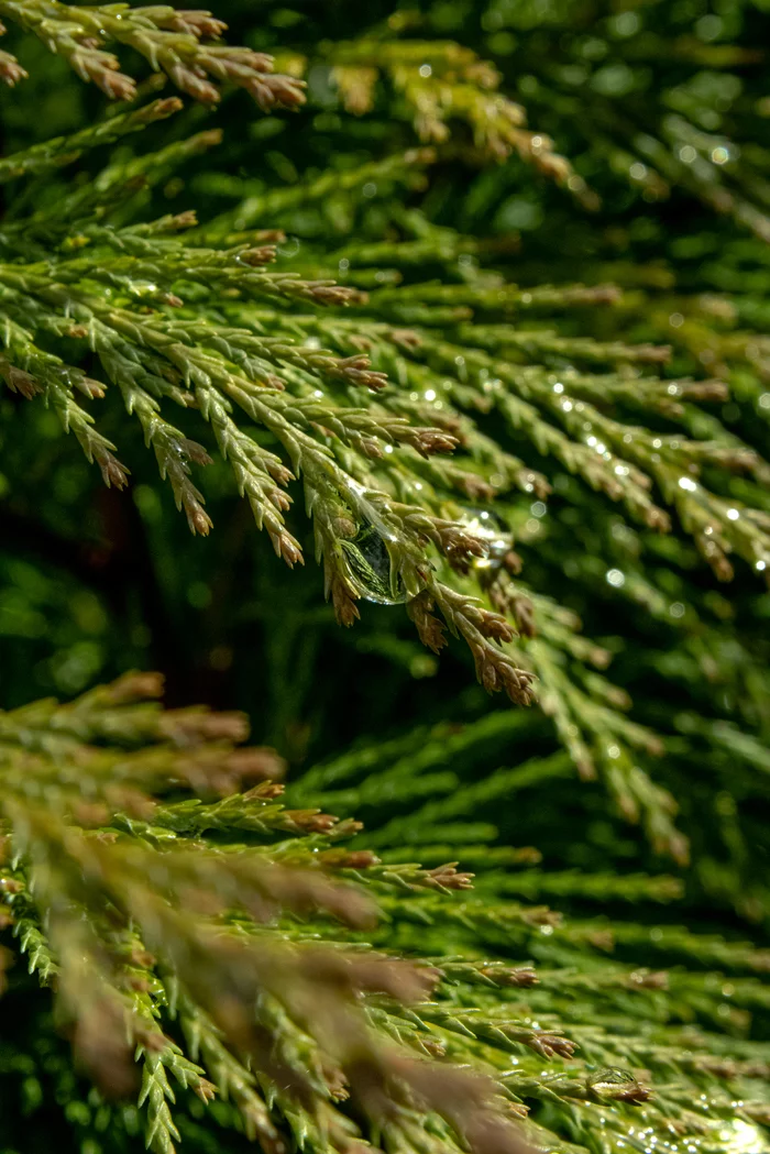 Droplets - My, Drops, Water, Spring, Longpost