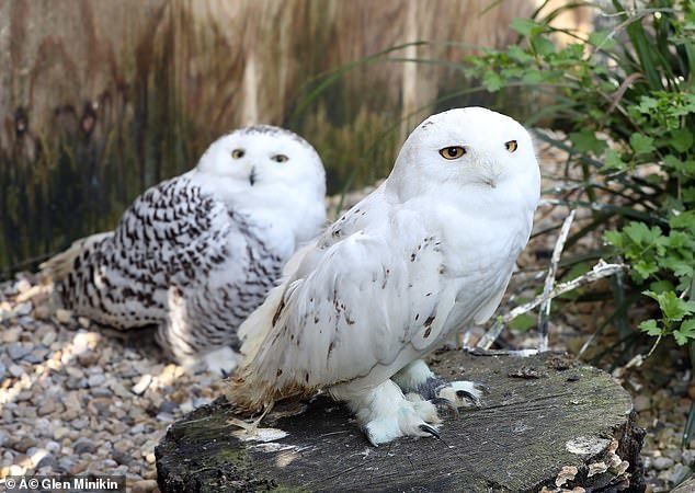 54 owls live in a small hotel - Milota, Owl, Shelter, Longpost