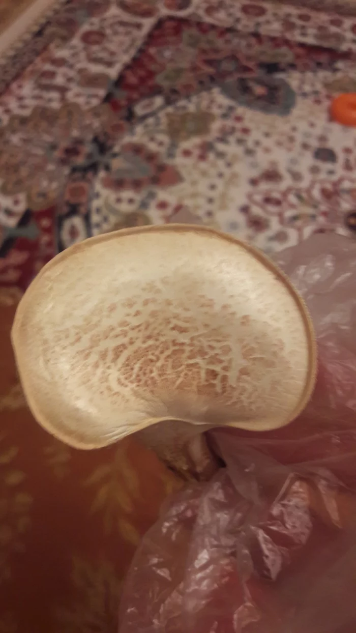 A mushroom grew under the sink - My, Mushrooms, Biology, Longpost