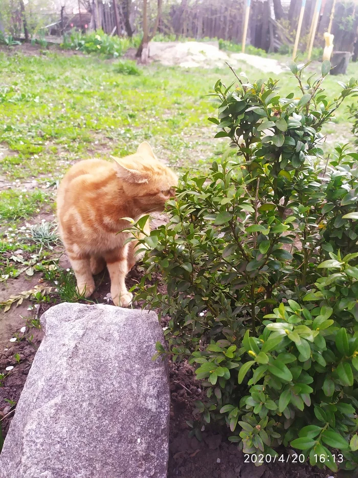 Cat in the flowerbed - My, cat, Courtyard, Flower bed, Longpost