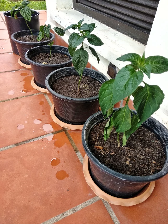 Tropical peppers. Problems - My, Hot peppers, Watering, Problem