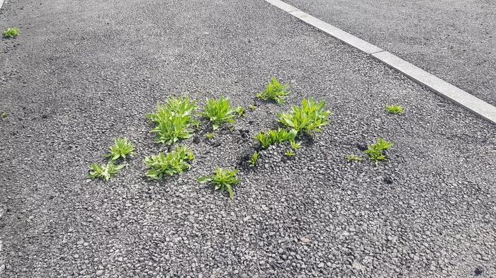 Power of nature. Last year's asphalt - My, Nature, Asphalt, Power of nature