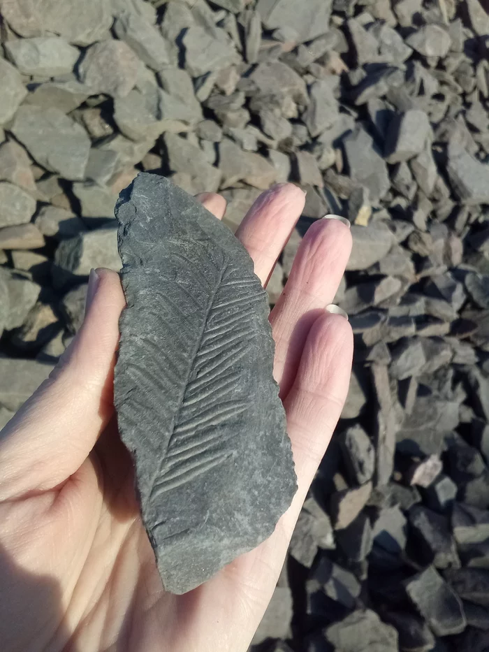 Plant imprint pebble - My, , A rock, Fossils, Longpost, Geology, Fossils, Past