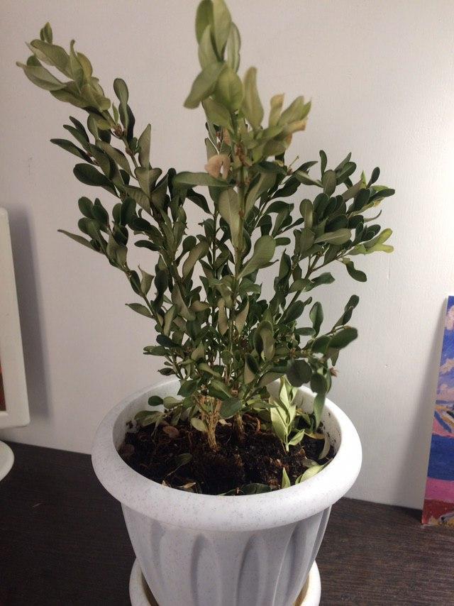 What kind of plant is this? - My, Houseplants, Plants, Pyaterochka, Longpost