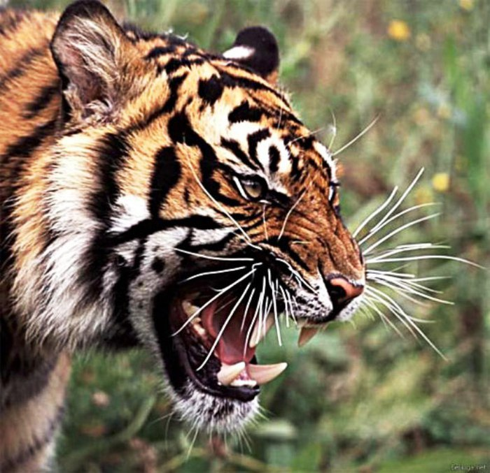 ������ �����