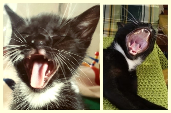 ��������� ����