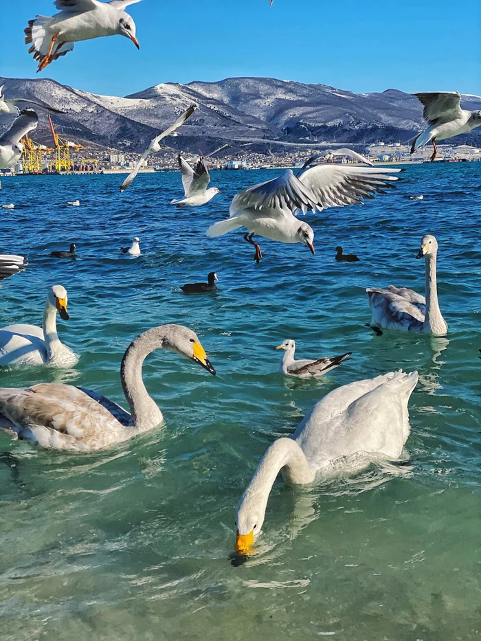 Weekend photo - My, The photo, Sea, Longpost, Mobile photography, Гусь, Seagulls, Water