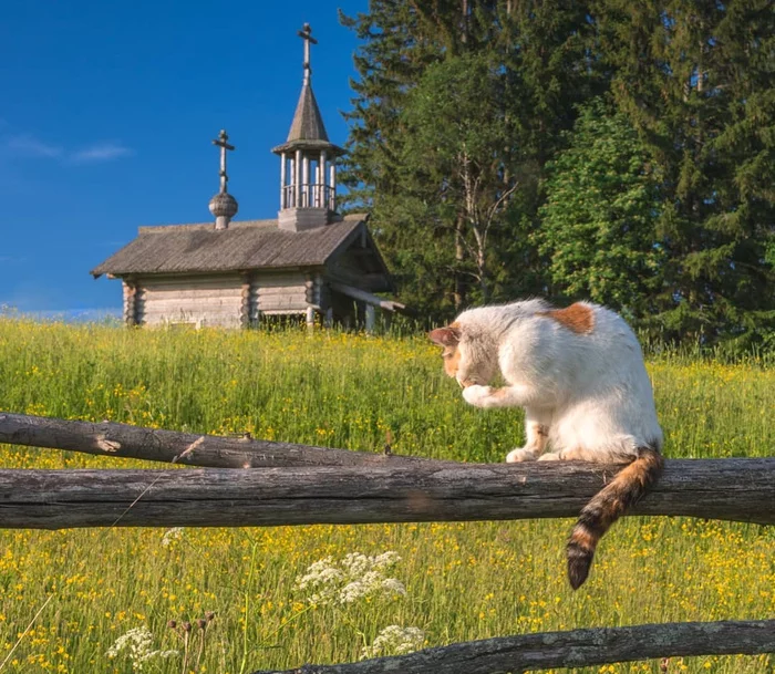 Деревенский, свободный Котэ. Завидуйте городские) - Кот, Забор, Церковь, Милота, Свобода