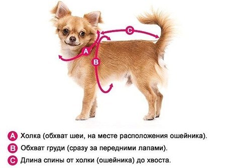 How to take measurements of a dog and cat for tailoring? - Longpost, Clothes for animals, Collar, Harness, Measurements, Pets, Dog, cat, My
