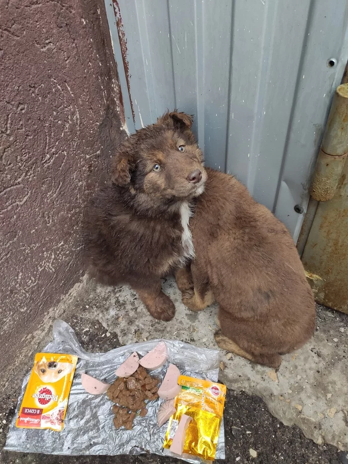 Someone abandoned two puppies in Samara [UPD: The puppies were taken] - My, Puppies, Abandoned, Found, Samara, In good hands, Dog, No rating