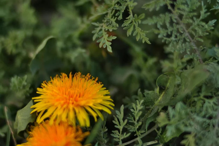 Today's catch - My, Macro photography, Spring, Flowers, Yongnuo 35mm, Longpost