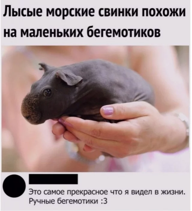 Your own pet hippo - Guinea pig, Animals, Comments, Picture with text