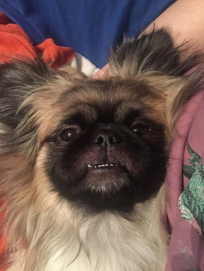 A dog with a big heart and piroplasmosis - My, Pekingese, Piroplasmosis, Mite, Longpost, Dog, Pets