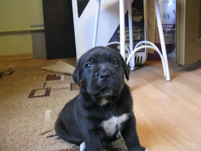 It was and became - My, It Was-It Was, Cane Corso, Dog, Pets, Longpost