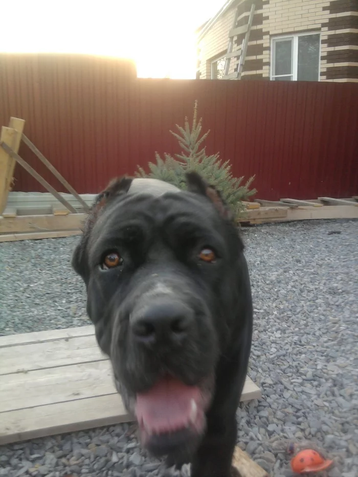 It was and became - My, It Was-It Was, Cane Corso, Dog, Pets, Longpost