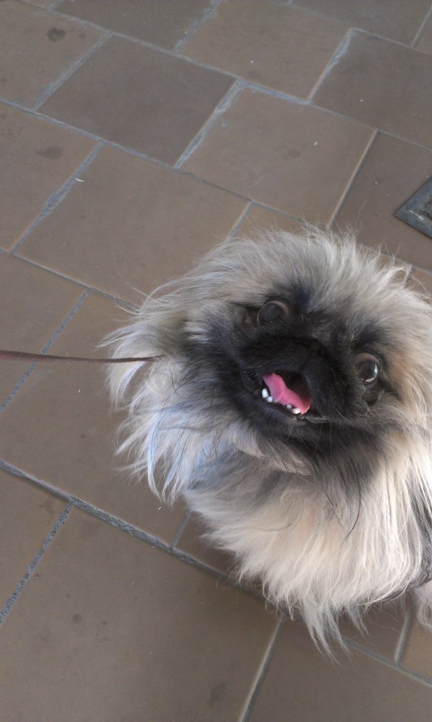 Was - Has become - My, Dog, Pekingese, Longpost, It Was-It Was