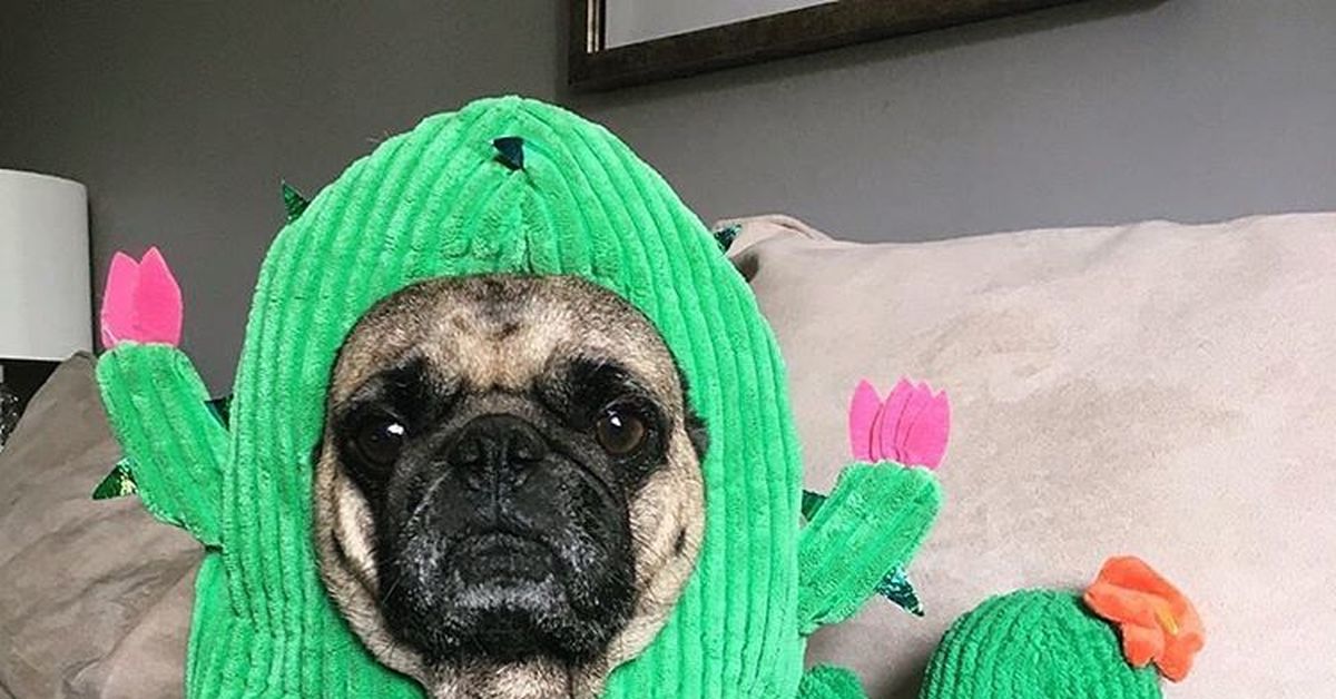 коты едят кактусы. тапочки с кактусом. игрушка для кошек и собак fancy pets "кактус", 20 см / fpp13. рысь на кактусе. стоматологические игрушки для собак.