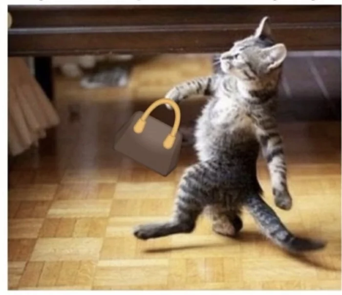 When he asked his mother for money, and she: “Well, carry the bag, dandy.” - Humor, Memes, cat