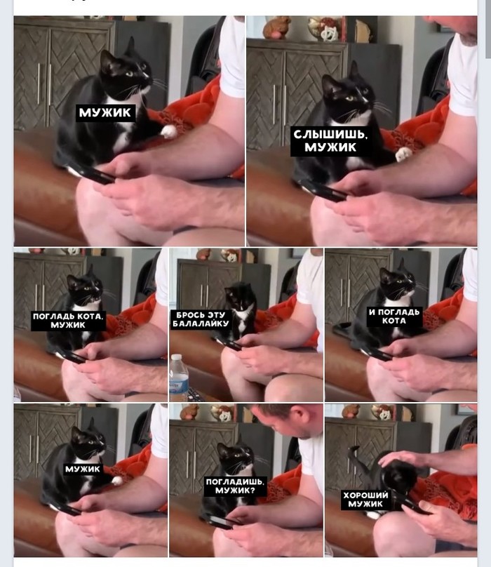 Погладить кота- это святое!