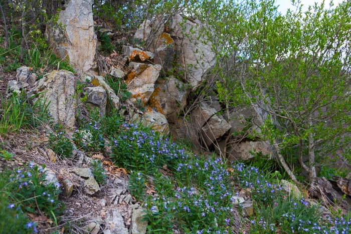 Mountain periwinkles are blooming - My, Periwinkle, Flowers, Spring, Beshtaugorsky Reserve, Beshtau